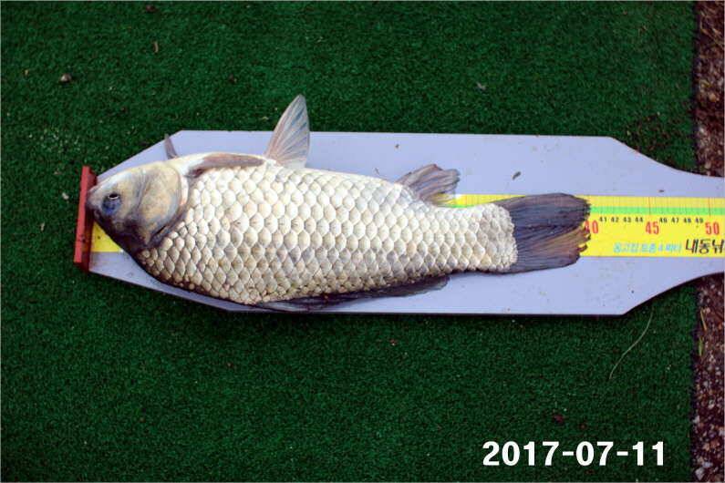 이벤트 1일차 4짜왕 (유료터정보 - 유료터점주조황)