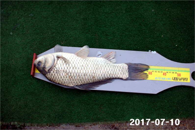 이벤트 1일차 4짜왕 (유료터정보 - 유료터점주조황)