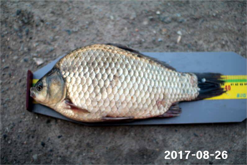 4짜 500마리 조사님을 찾습니다 (유료터정보 - 유료터점주조황)
