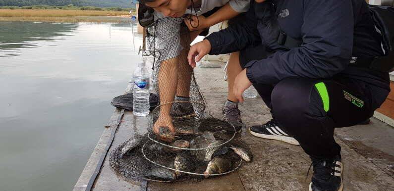 황금빛 대물들의 먹성시작 송전지 수원좌대 (유료터정보 - 유료터점주조황)