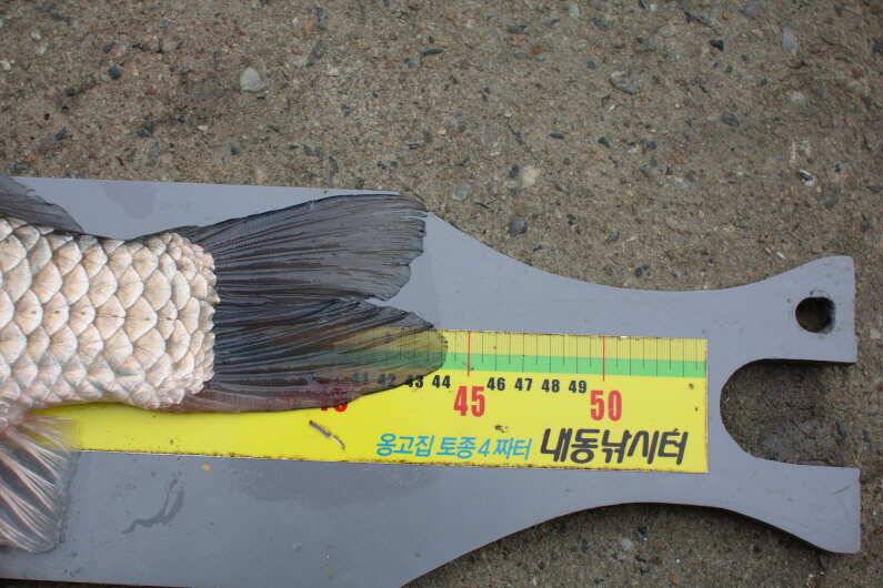 1000마리 이벤트 (유료터정보 - 유료터점주조황)