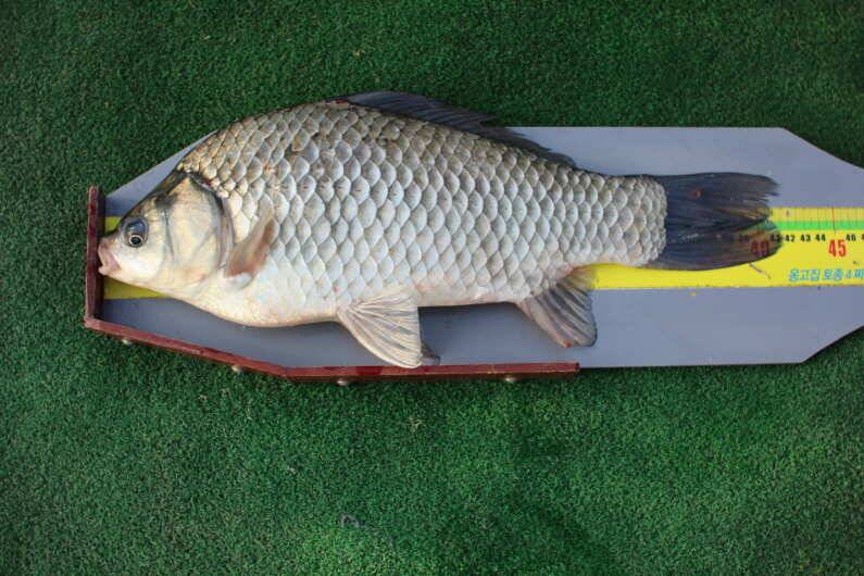 fish_pay_1b728_110235_27262.jpg