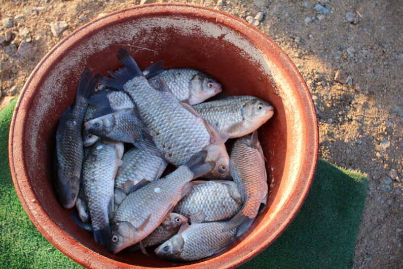 fish_pay_2162f_093707_46210.jpg