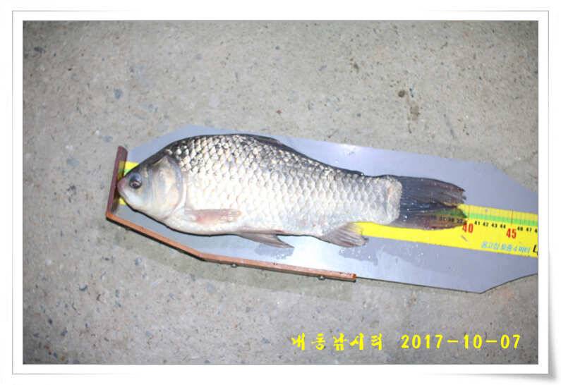 추석 연휴 대박 조황 (유료터정보 - 유료터점주조황)