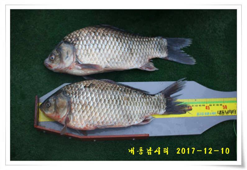 따뜻한 겨울 물낚시 (유료터정보 - 유료터점주조황)