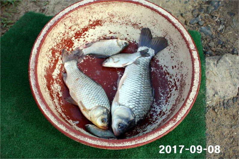 수온이 내려가고 마릿수 조황 (유료터정보 - 유료터점주조황)