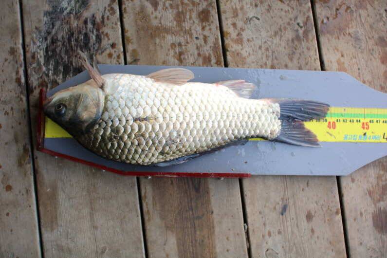 fish_pay_27c40_110206_13462.jpg