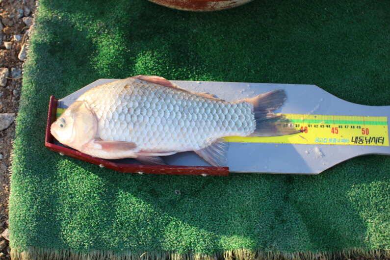 fish_pay_2bdf7_093440_13650.jpg