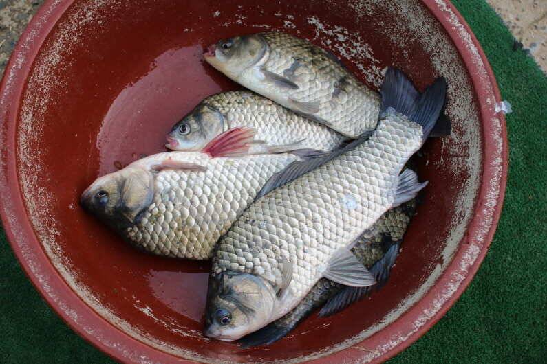 fish_pay_2c515_110217_66683.jpg