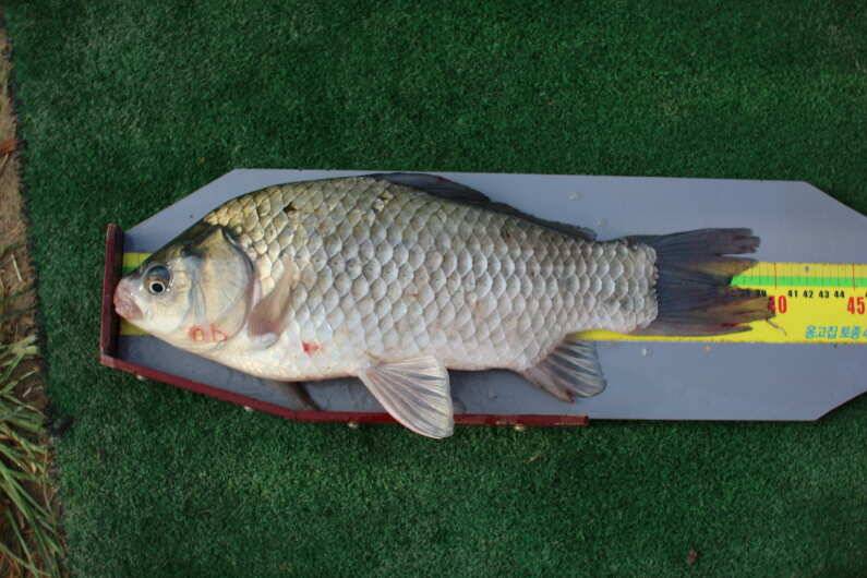 fish_pay_2d1bd_110141_51509.jpg