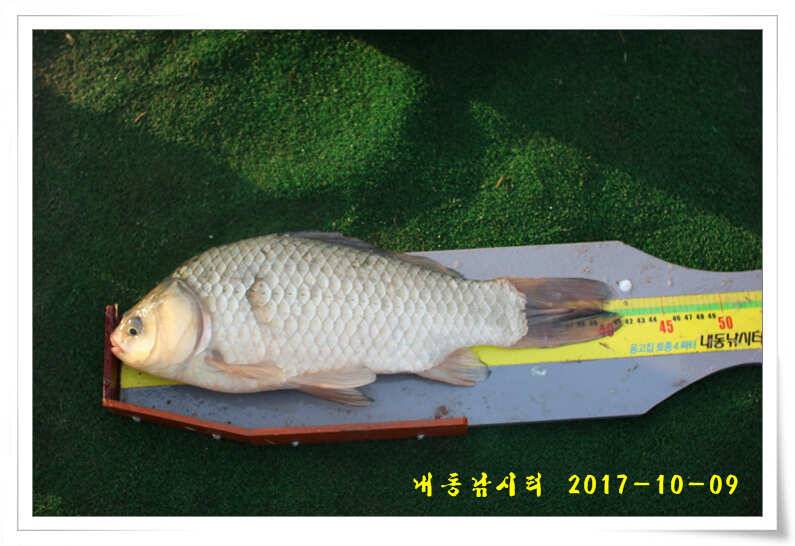 낚시의 계절 (유료터정보 - 유료터점주조황)