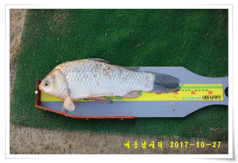 조황과 월동준비 (유료터정보 - 유료터점주조황)