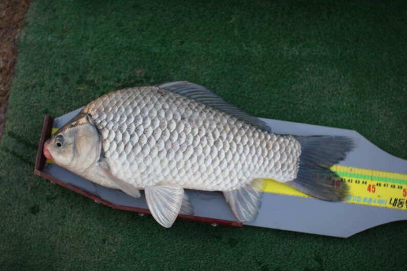 fish_pay_36315_014756_81683.jpg