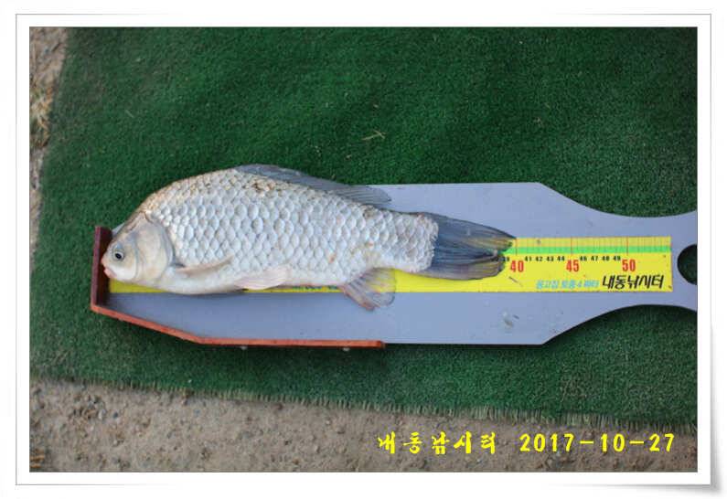 조황과 월동준비 (유료터정보 - 유료터점주조황)