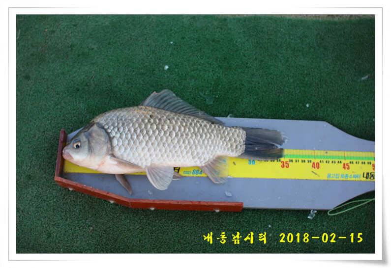 동절기 토종 4짜 (유료터정보 - 유료터점주조황)