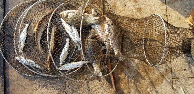 fish_pay_3dbd2_041145_67996.jpg