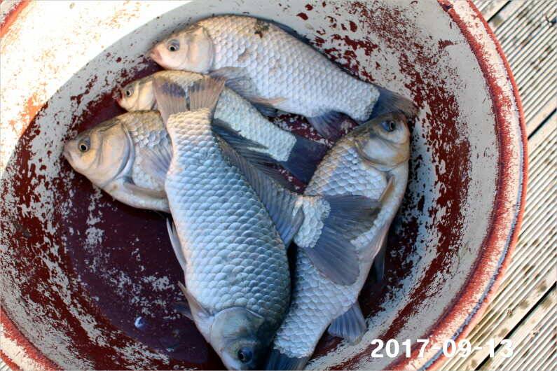 조황 만들기 (유료터정보 - 유료터점주조황)