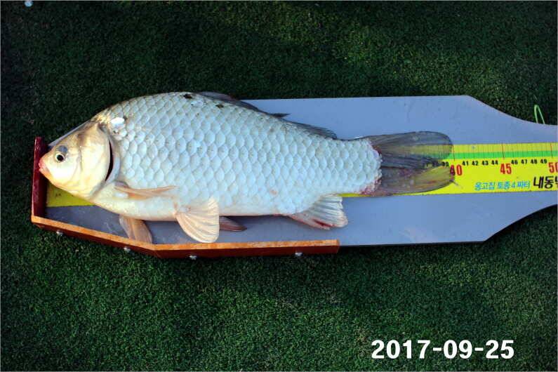 추석이벤트 (유료터정보 - 유료터점주조황)