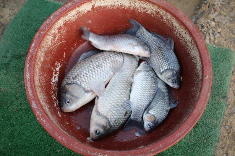 fish_pay_42c93_014819_66826.jpg