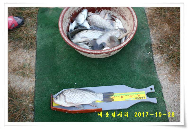 조황과 월동준비 (유료터정보 - 유료터점주조황)