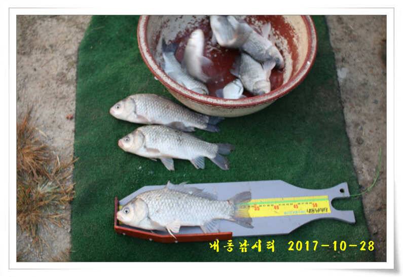 조황과 월동준비 (유료터정보 - 유료터점주조황)
