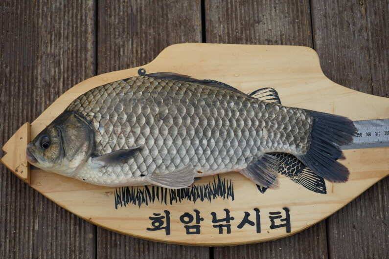 회암낚시터 조황 입니다 (유료터정보 - 유료터점주조황)