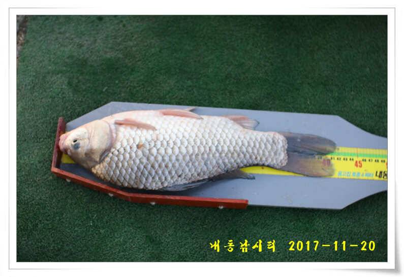 토종 4짜들 입질이 빈번합니다 (유료터정보 - 유료터점주조황)