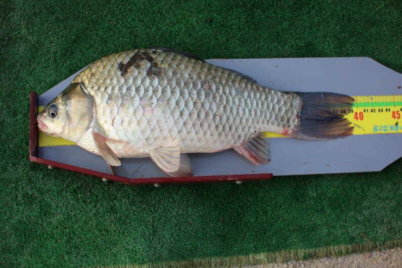 fish_pay_5463c_110158_30719.jpg