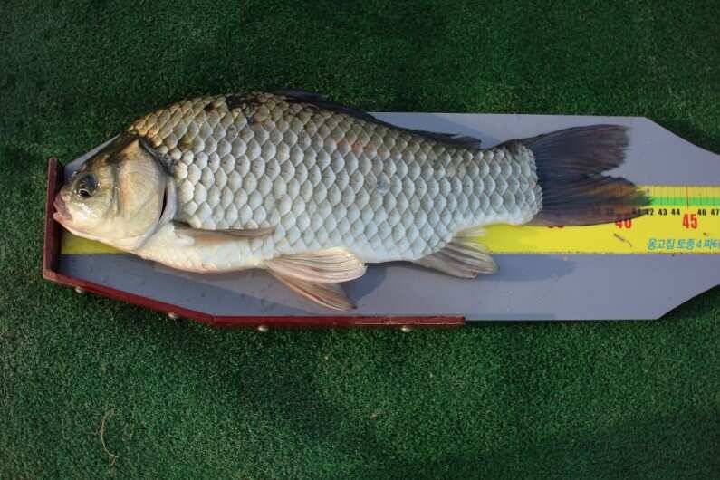 fish_pay_54762_110132_55705.jpg