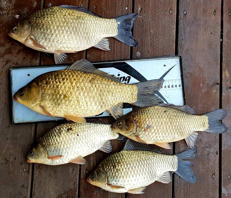 41cm 두번째 4짜 송전지 미성집 좌대 (유료터정보 - 유료터점주조황)