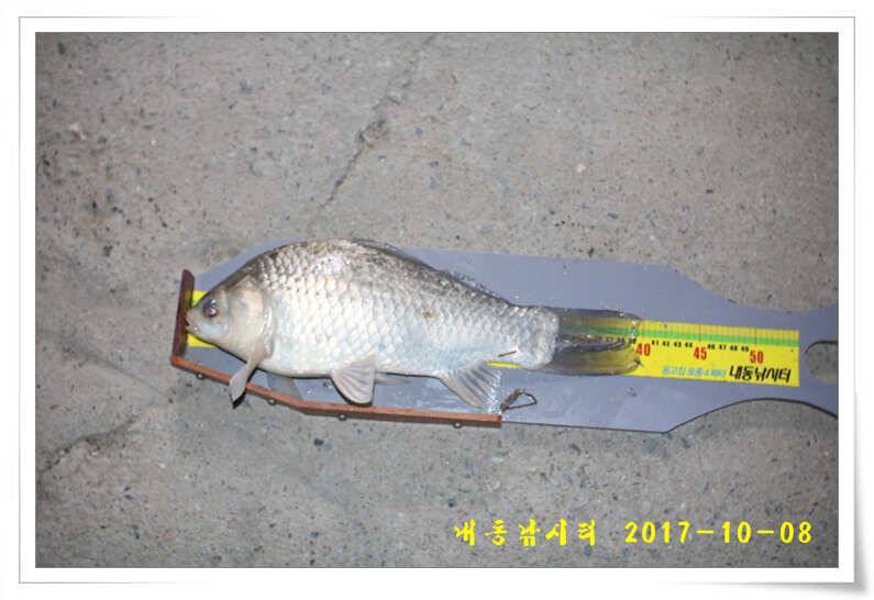 낚시의 계절 (유료터정보 - 유료터점주조황)