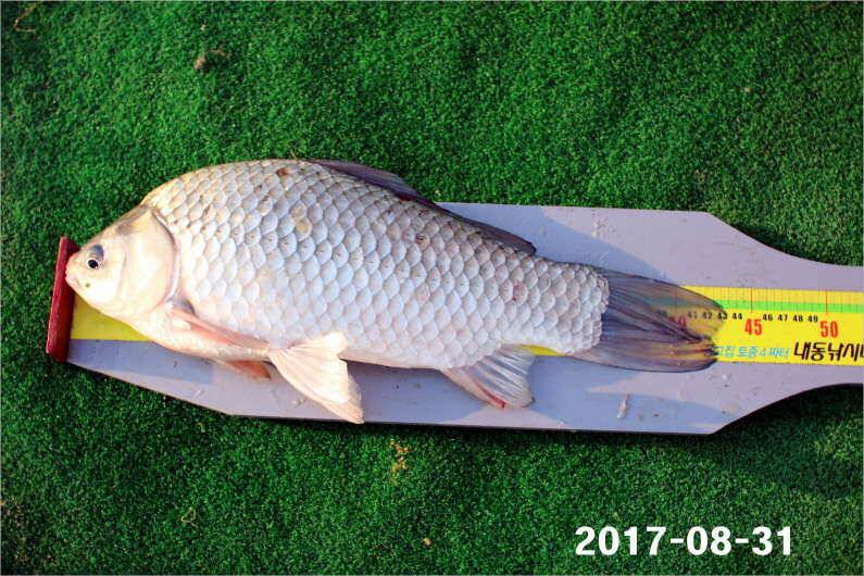 4짜 500번째 조사님을 찾습니다 (유료터정보 - 유료터점주조황)