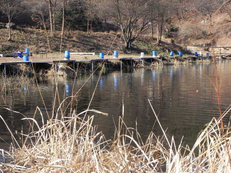 안성 회암지 토종대물 붕어 (유료터정보 - 유료터점주조황)