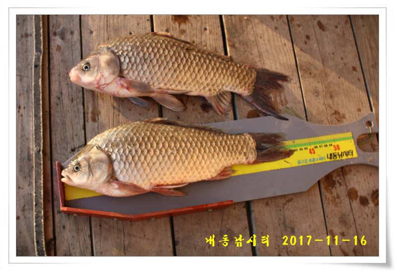 4짜 600번째 조사님을 찾습니다 (유료터정보 - 유료터점주조황)