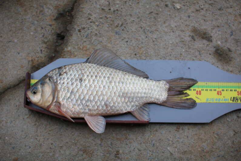 fish_pay_6c0ac_014928_18916.jpg
