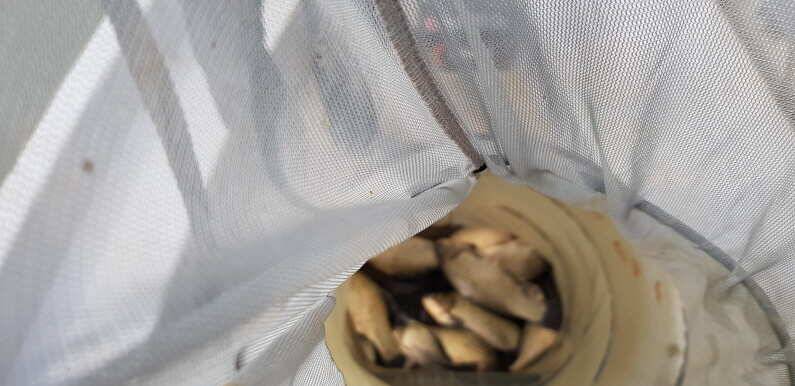 오름수위 대물들이 올라오고 있는 송전지 수원좌대 (유료터정보 - 유료터점주조황)