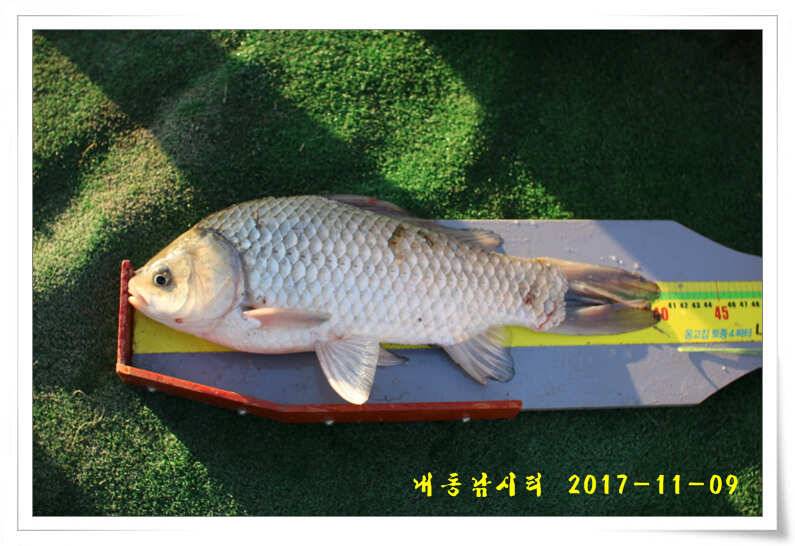 대물조황 (유료터정보 - 유료터점주조황)