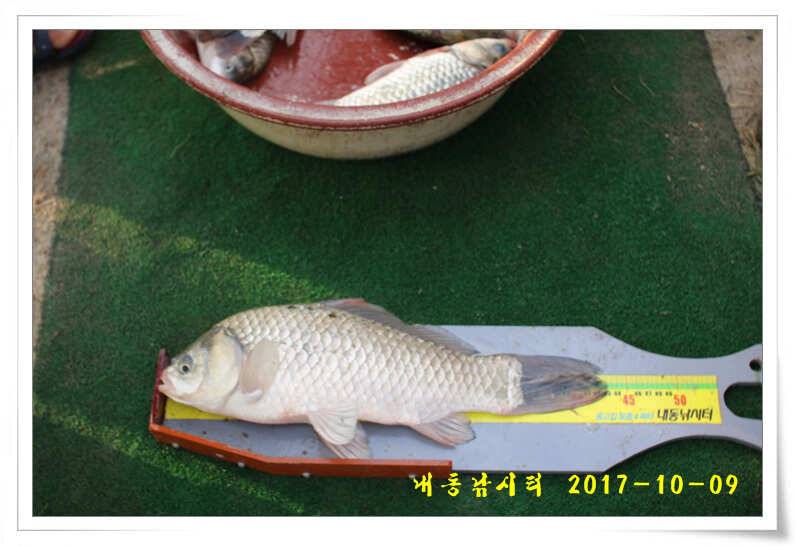 낚시의 계절 (유료터정보 - 유료터점주조황)
