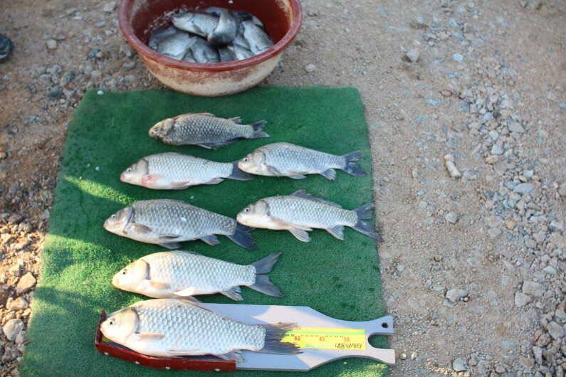 fish_pay_79959_093649_56887.jpg
