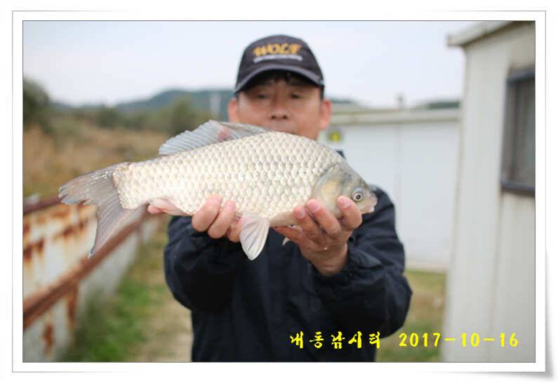 방류 또 방류 (유료터정보 - 유료터점주조황)
