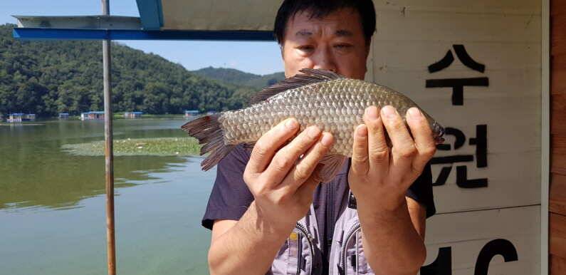 안정세 마릿수 조황 송전지 수원좌대 (유료터정보 - 유료터점주조황)