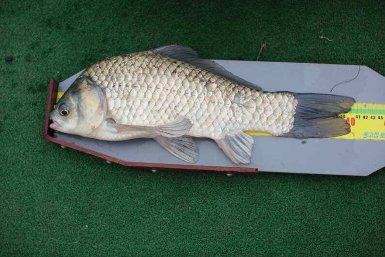 fish_pay_7e8df_091625_57401.jpg