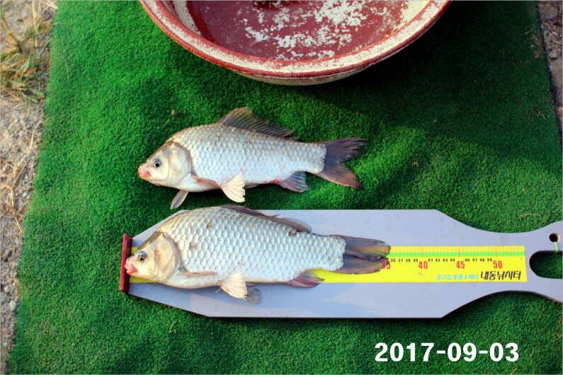 주간 이벤트 주인공 (유료터정보 - 유료터점주조황)