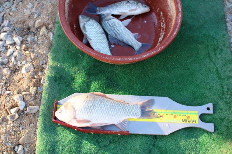 fish_pay_86032_093446_80635.jpg