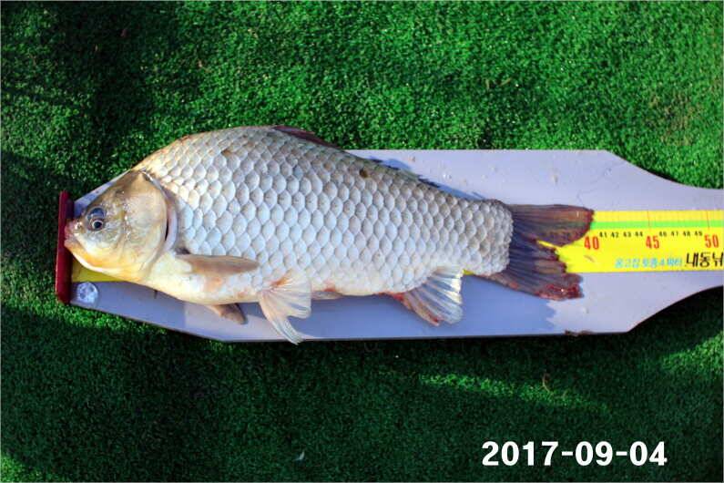 주간 이벤트 주인공 (유료터정보 - 유료터점주조황)
