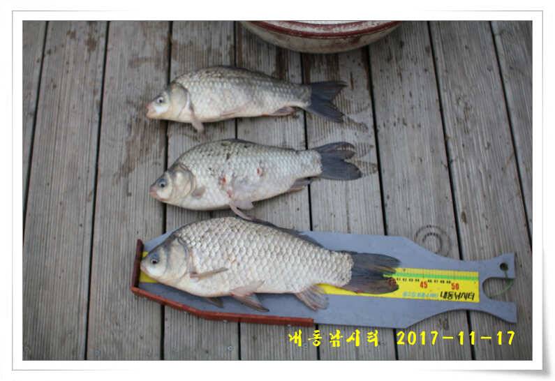 토종 4짜들 입질이 빈번합니다 (유료터정보 - 유료터점주조황)