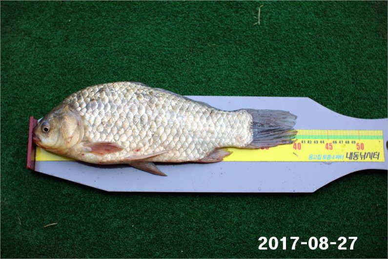 4짜 500마리 조사님을 찾습니다 (유료터정보 - 유료터점주조황)