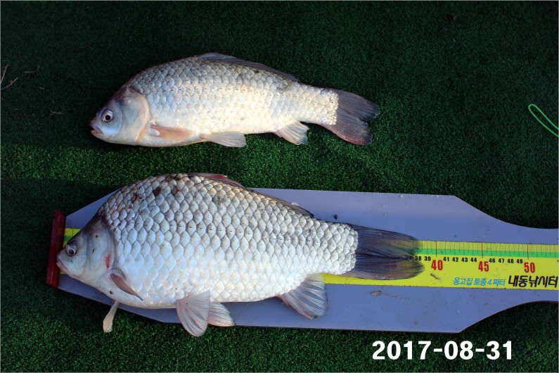 4짜 500번째 조사님을 찾습니다 (유료터정보 - 유료터점주조황)