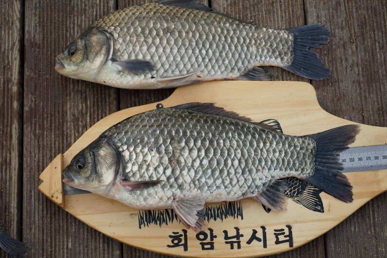 회암낚시터 조황 입니다 (유료터정보 - 유료터점주조황)
