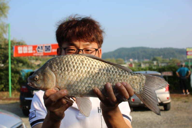 조항과 방류 (유료터정보 - 유료터점주조황)